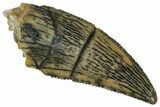 Serrated, Raptor Tooth - Real Dinosaur Tooth #291511-1